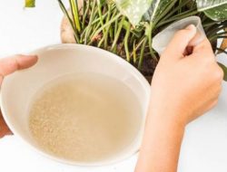 Jangan Buang Air Bekas Cucian Beras, Ini 3 Manfaat Besarnya