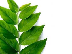 Daun Katuk Bisa Hilangkan Bekas Jerawat dan Flek Hitam, Begini Cara Penggunaannya