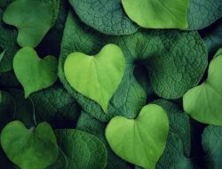 5 Khasiat Daun Binahong Untuk Kulit dan Kecantikan Wajah