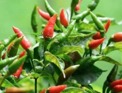 Penelitian: Makan Cabai Rawit Secara Teratur Bikin Panjang Umur
