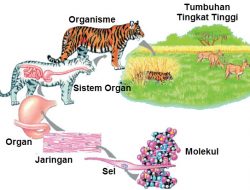 Sel Sebagai Unit Struktural Dan Fungsional Kehidupan