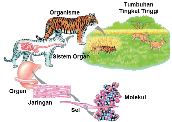 Sel Sebagai Unit Struktural Dan Fungsional Kehidupan