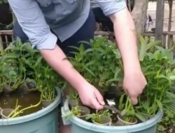 Tips Sukses Budidaya Lele di Rumah dengan Budikdamber