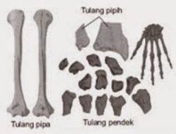 Bentuk Dan Jumlah Tulang Manusia