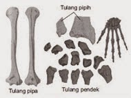 Bentuk Dan Jumlah Tulang Manusia